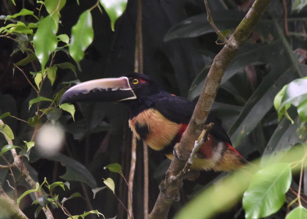 Collared Aracari - ML646298538