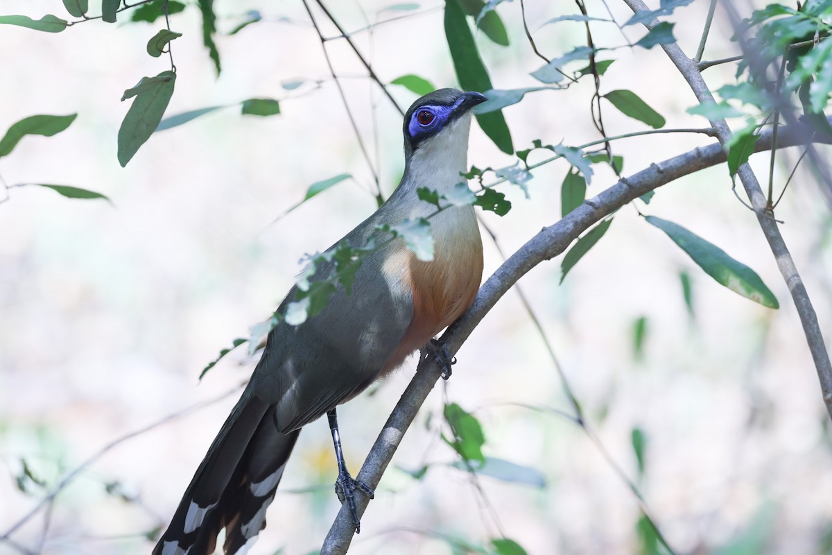 Coquerel's Coua - ML646298539