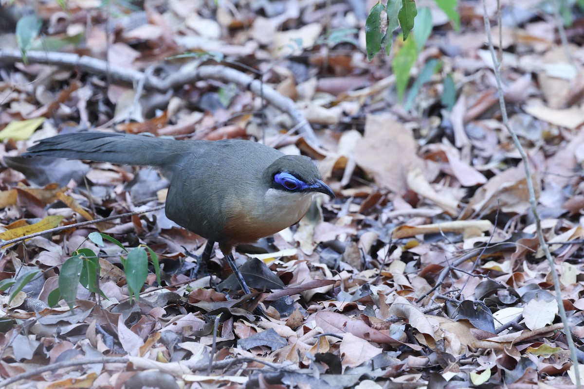 Coquerel's Coua - ML646298540