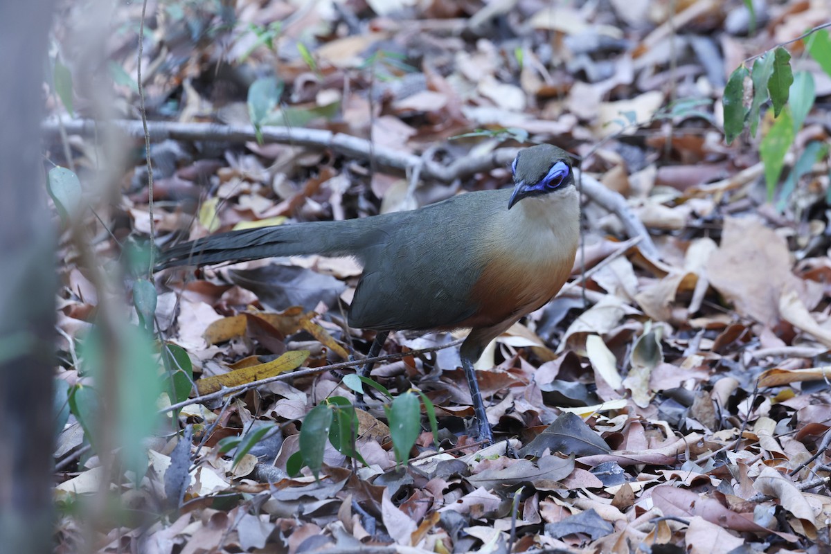 Coquerel's Coua - ML646298541