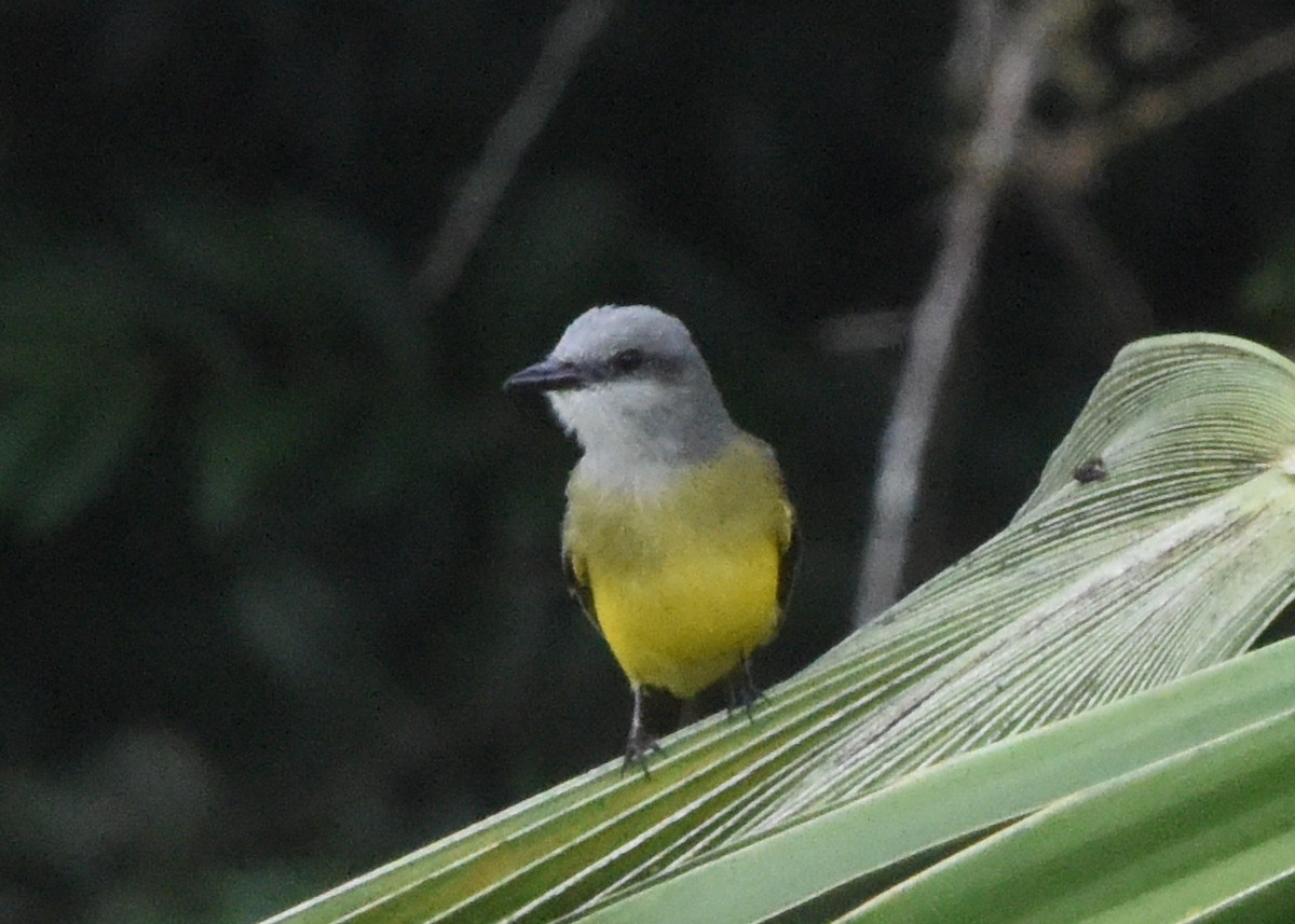 Tropical Kingbird - ML646298542