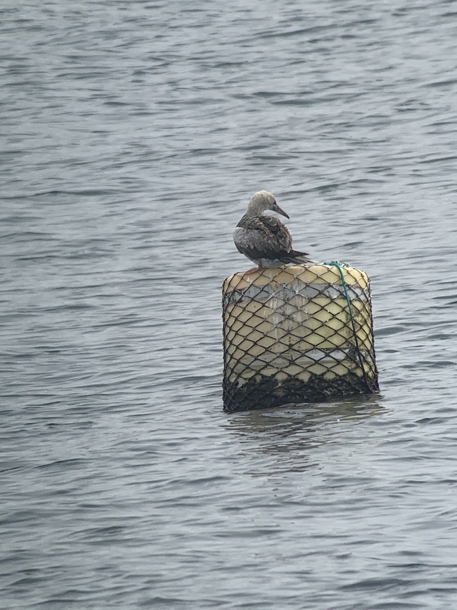 Red-footed Booby - ML646298543