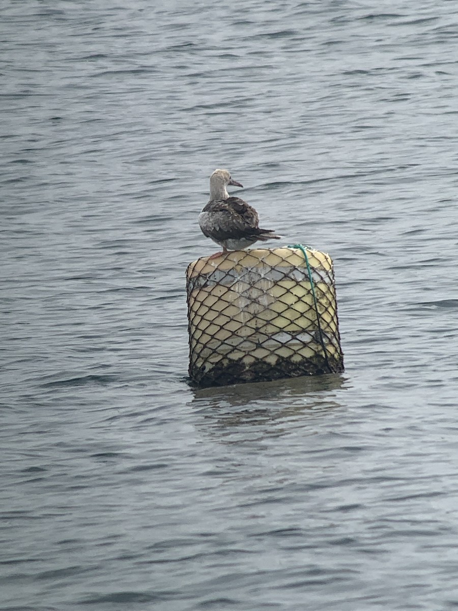 Red-footed Booby - ML646298544