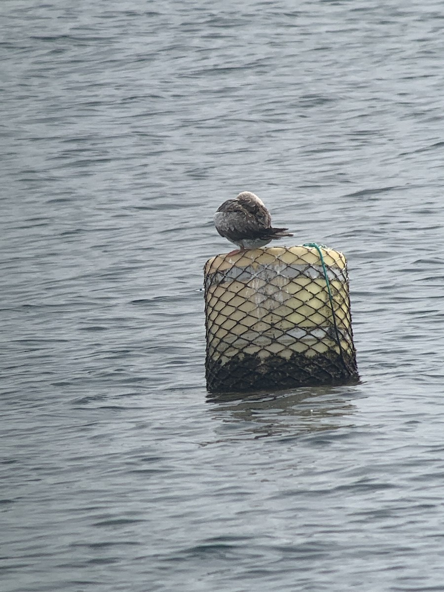 Red-footed Booby - ML646298545