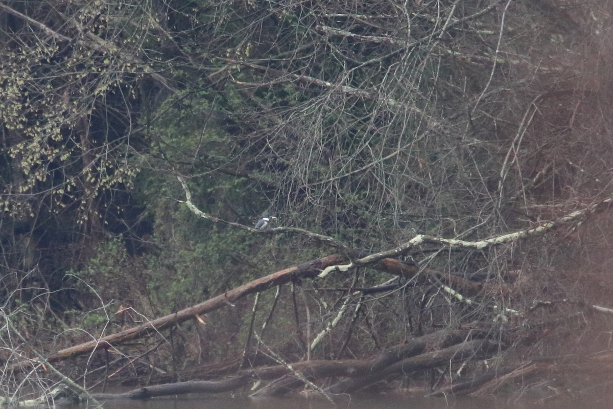 Belted Kingfisher - ML646298546