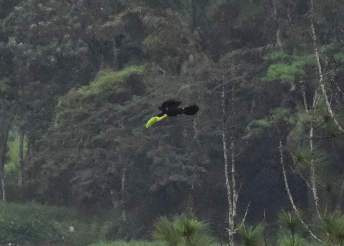 Keel-billed Toucan - ML646298547