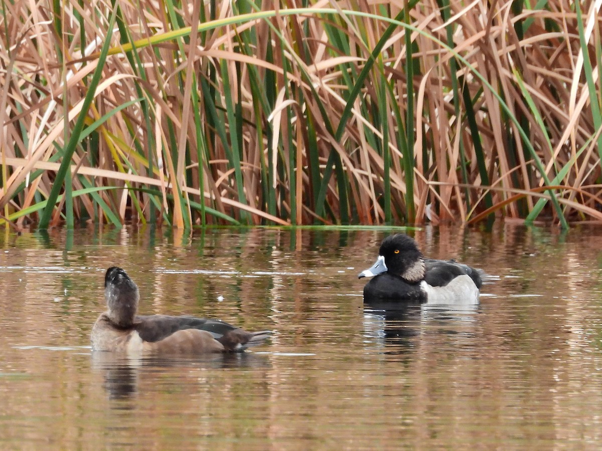 Ring-necked Duck - ML646298550