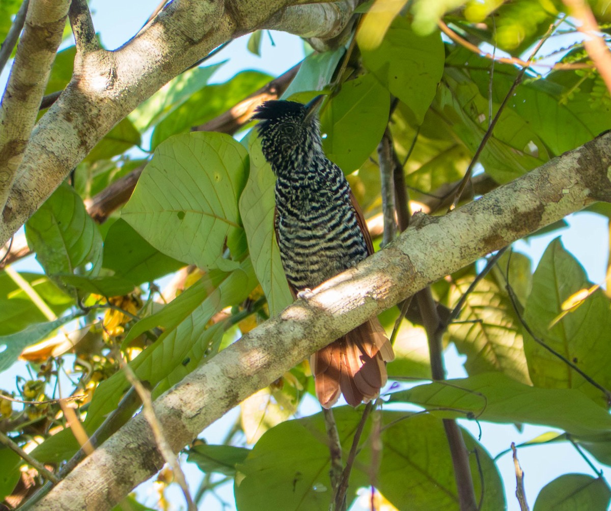 Chestnut-backed Antshrike - ML646298554