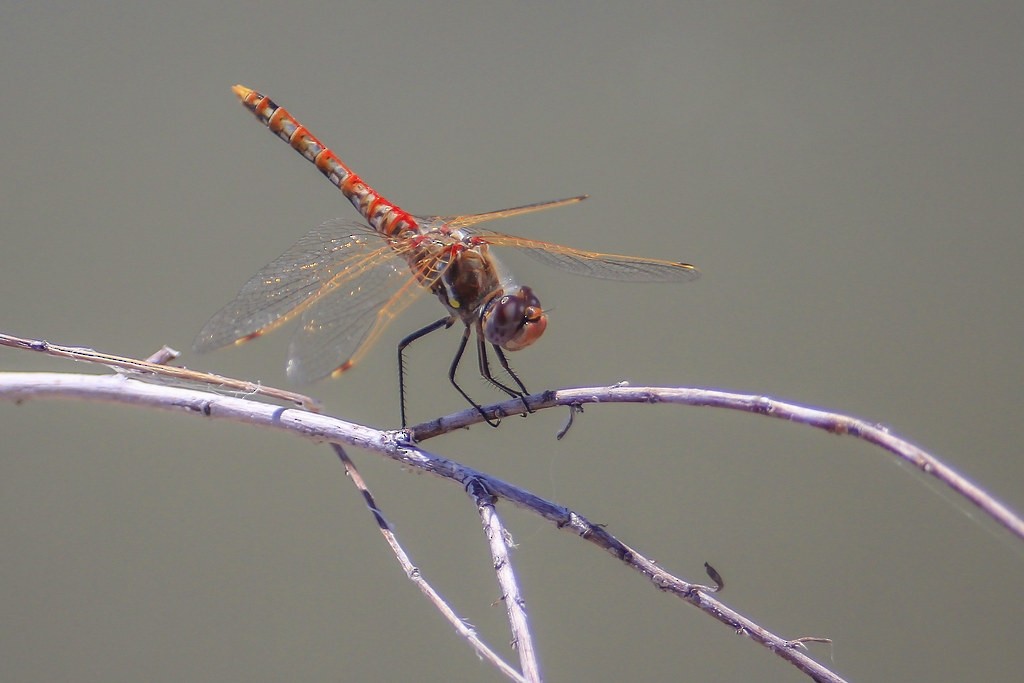 Variegated Meadowhawk - ML646298556
