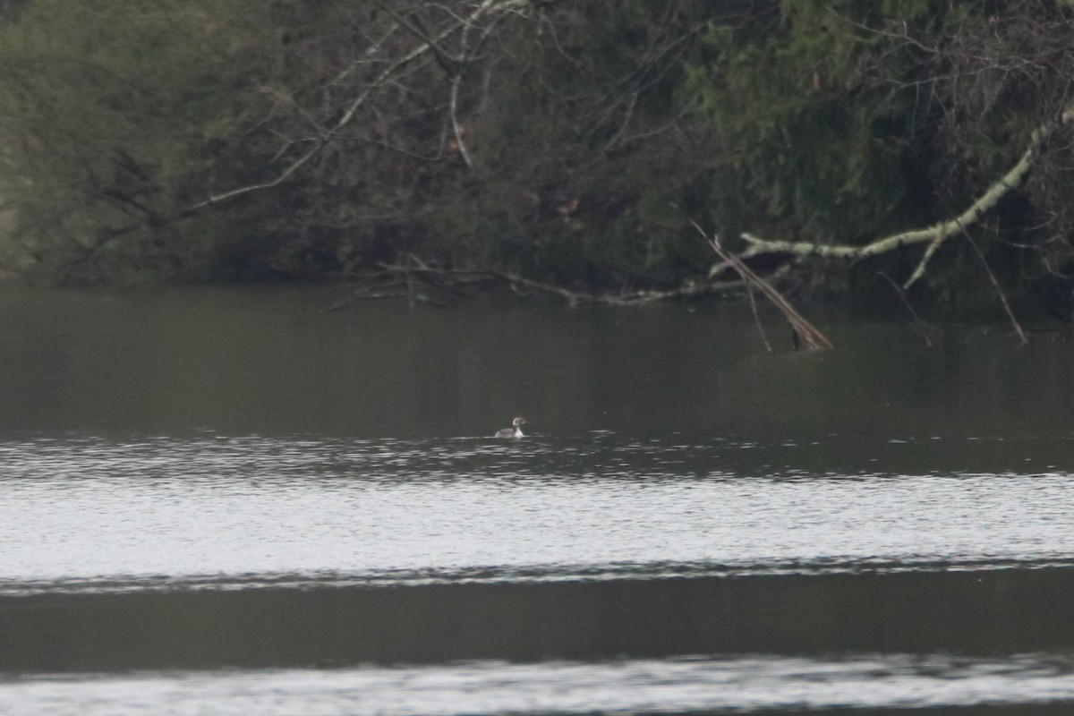 ミミカイツブリ - ML646298557