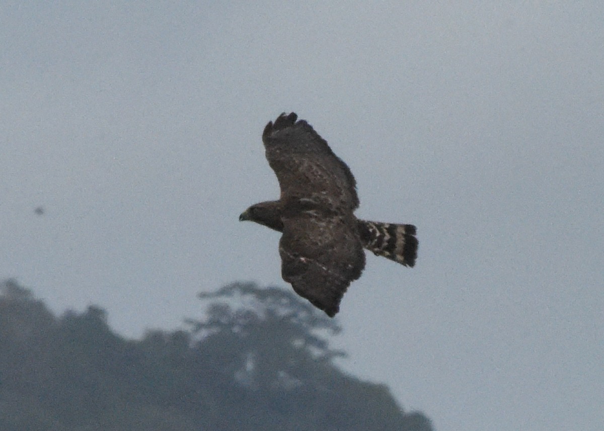 Broad-winged Hawk - ML646298561