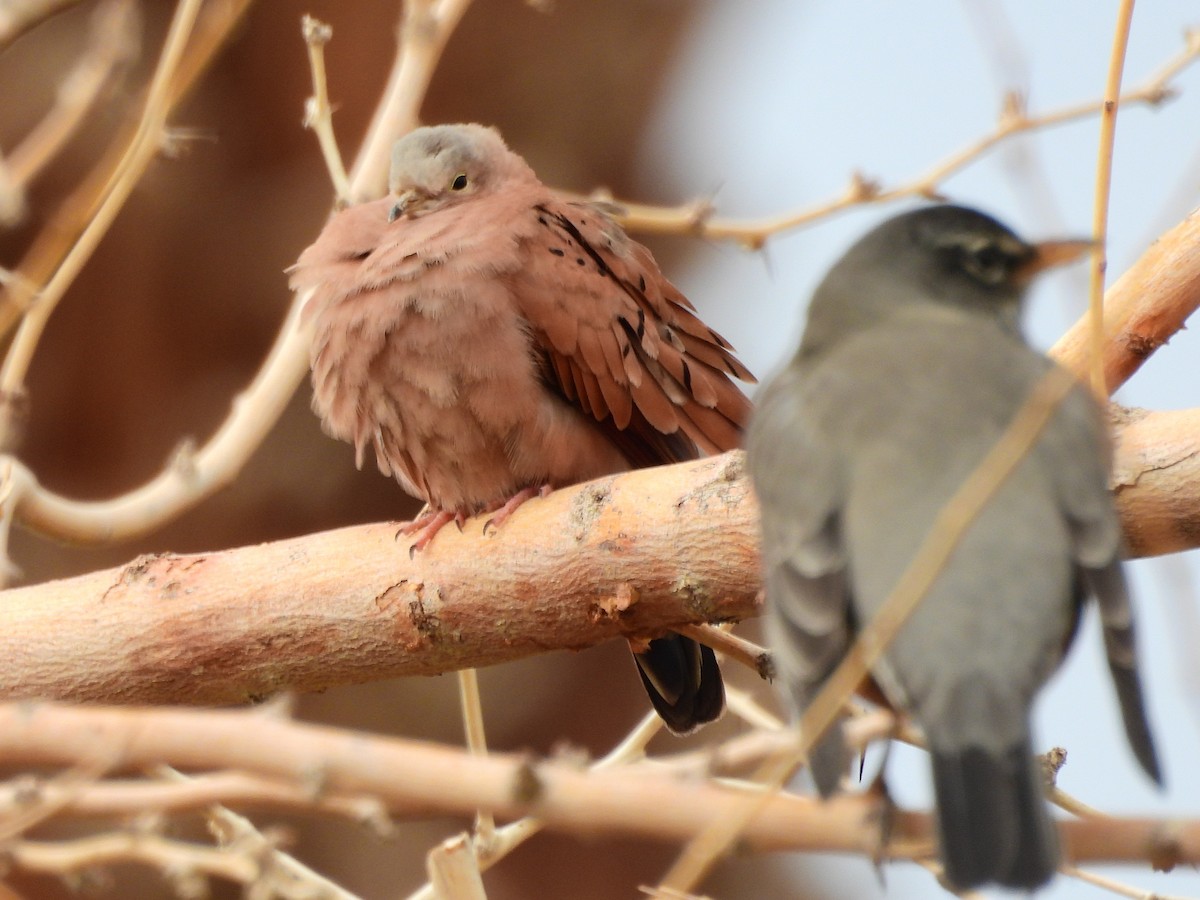Ruddy Ground Dove - ML646298567