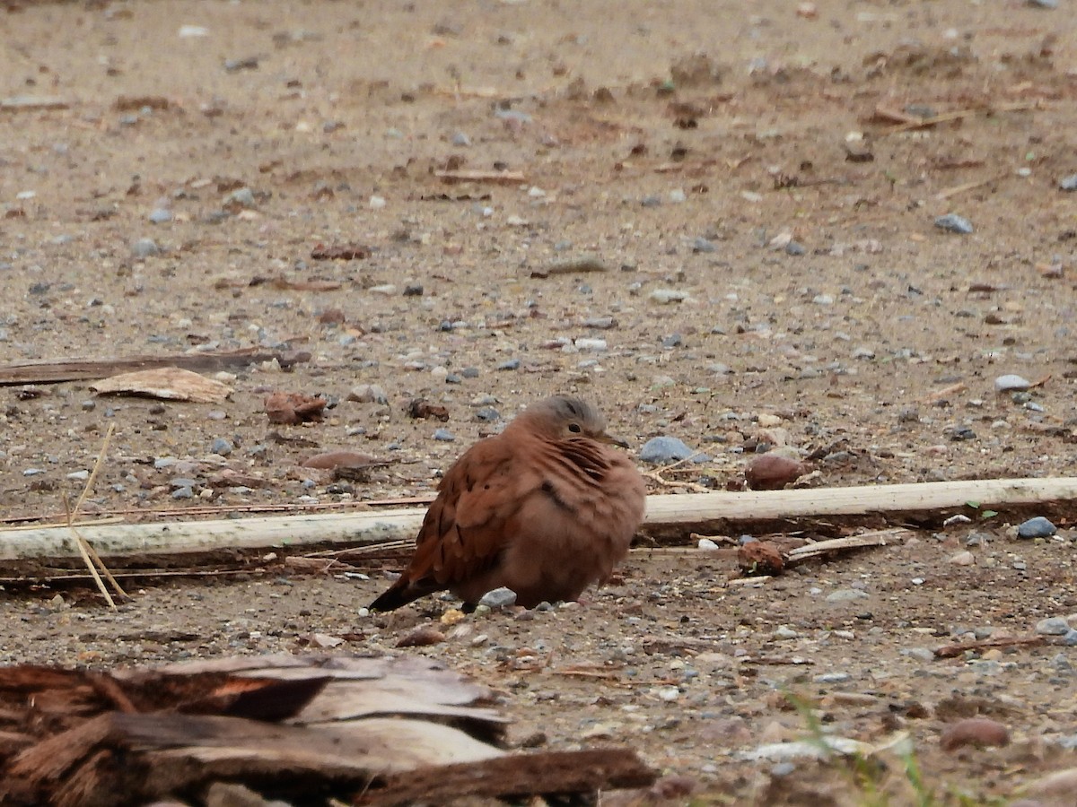 Ruddy Ground Dove - ML646298568