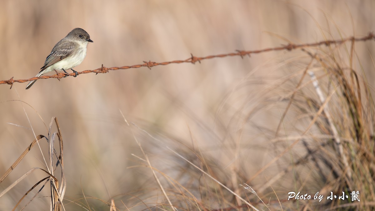 Eastern Phoebe - ML646298569