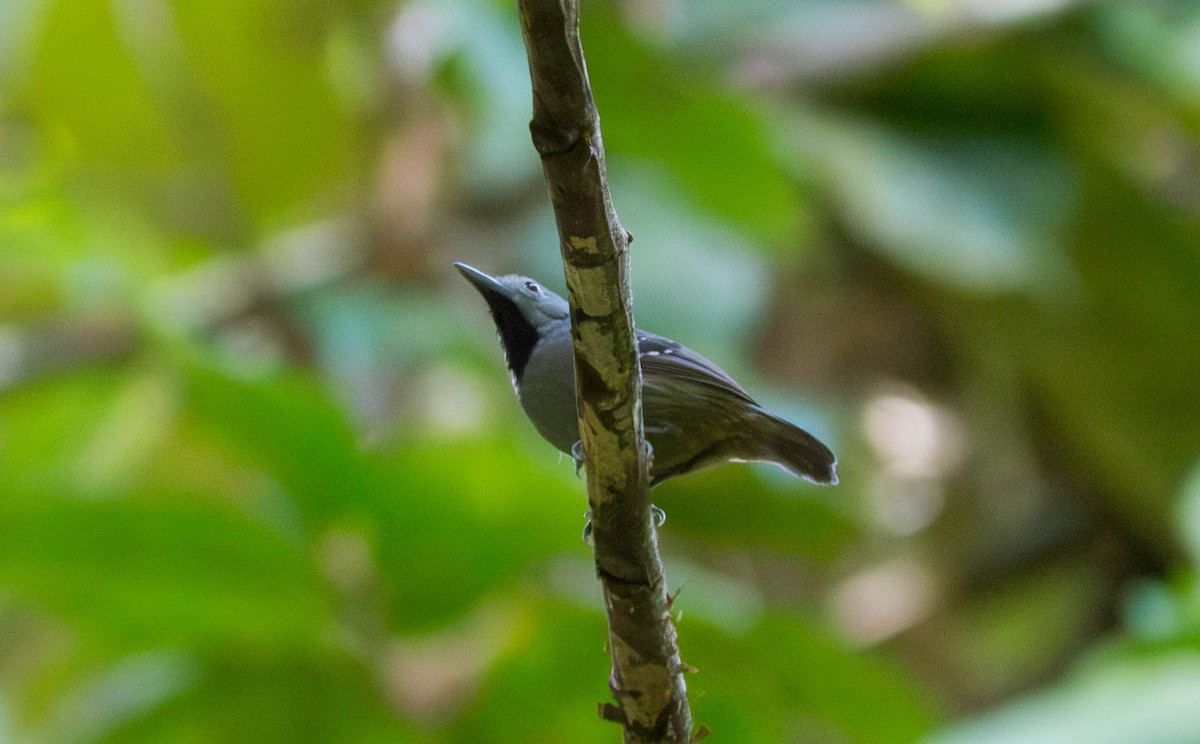 Ornate Stipplethroat - ML646298570