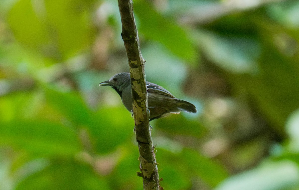 Ornate Stipplethroat - ML646298571