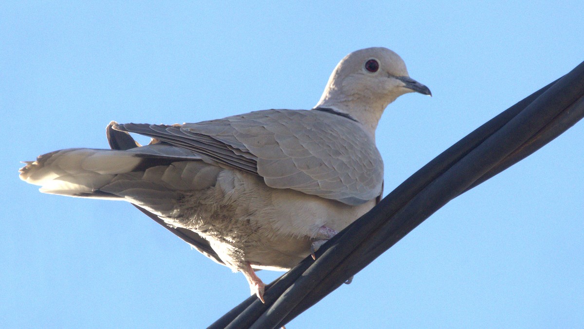 Буулгат хүүрзгэнэ - ML646298572