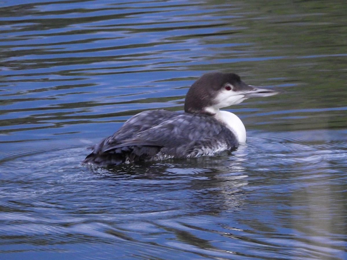 Common Loon - ML646298578