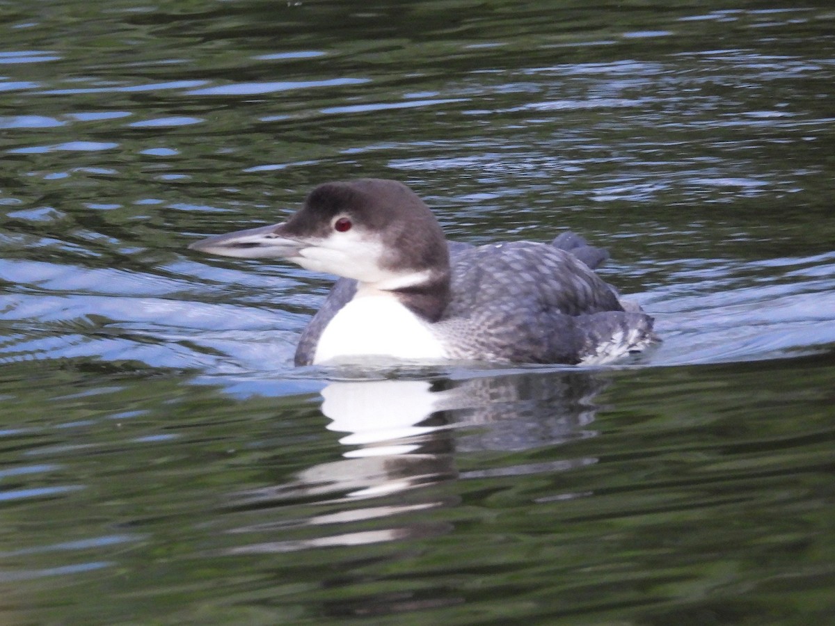 Common Loon - ML646298579