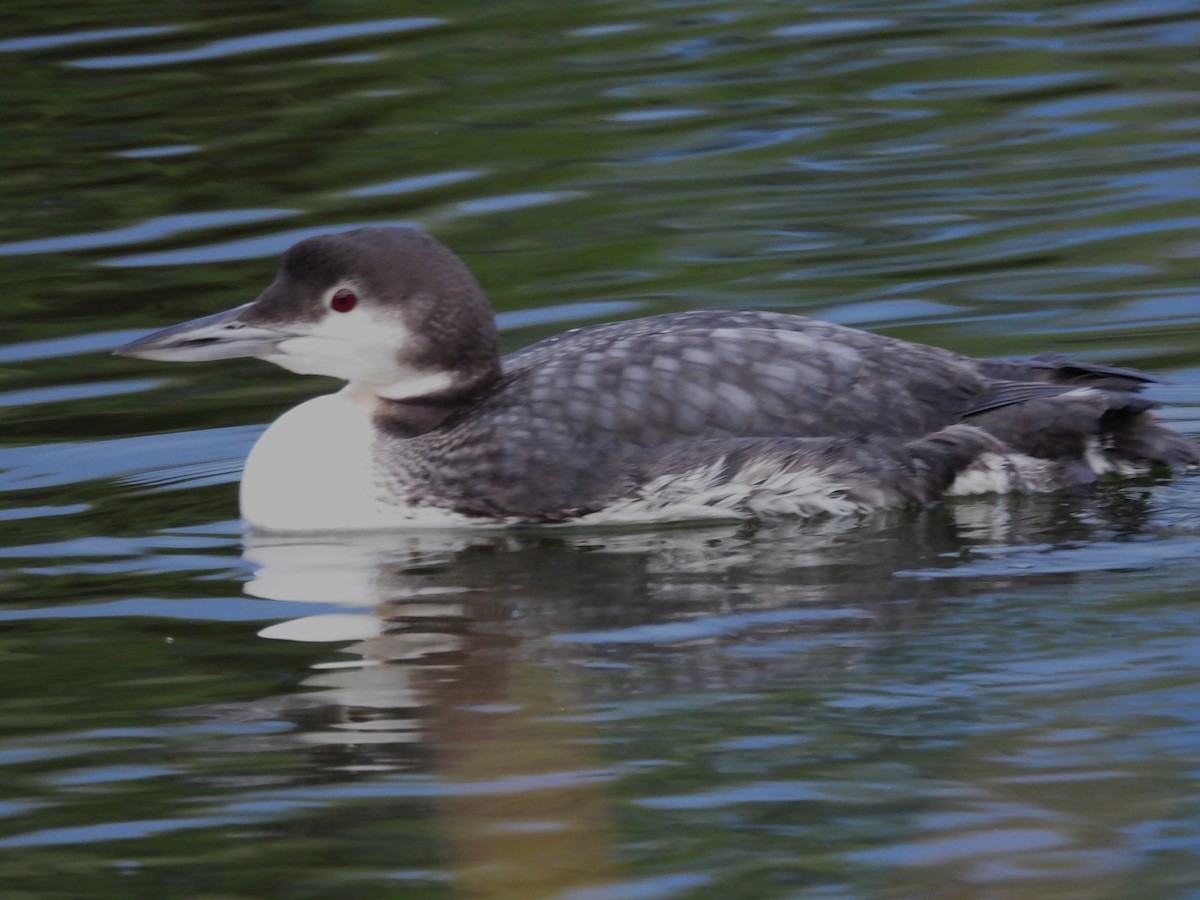 Common Loon - ML646298580