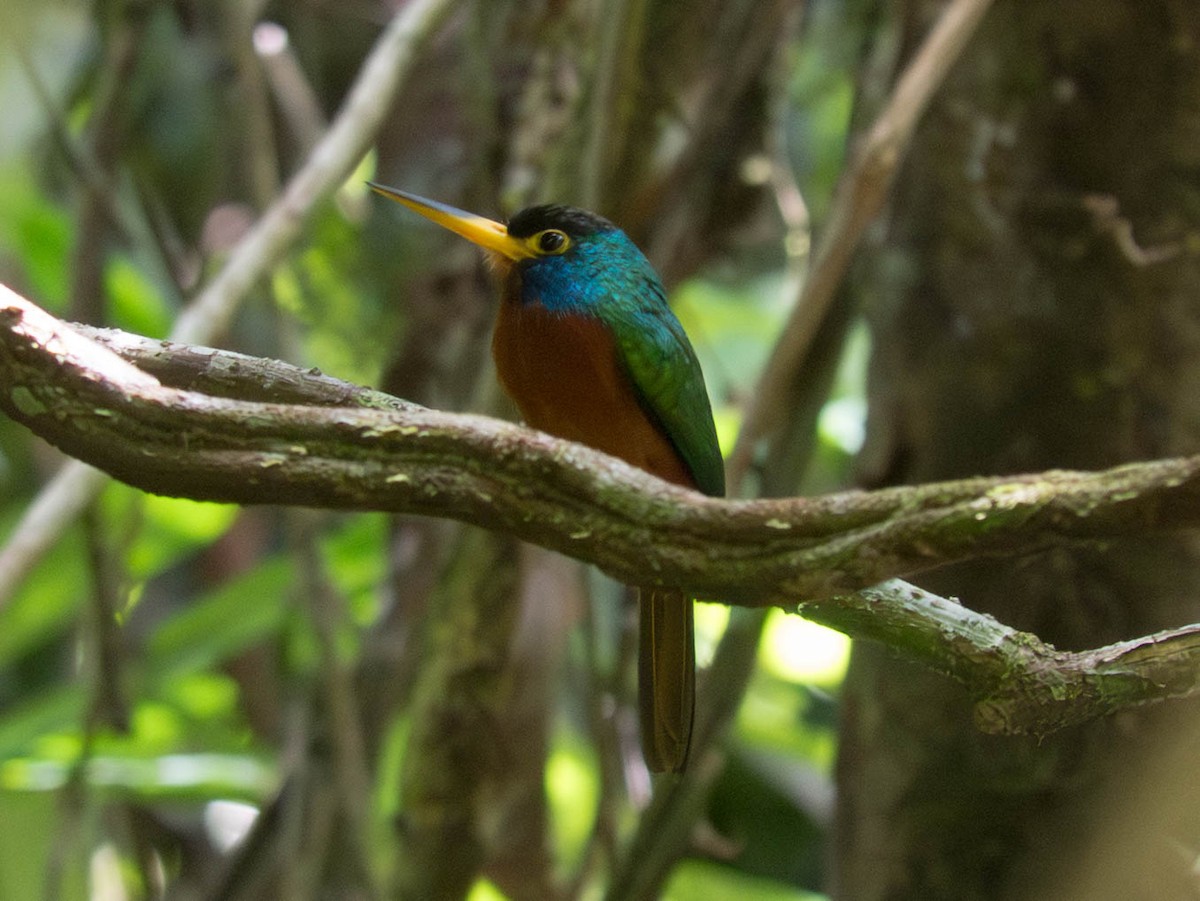 Blue-cheeked Jacamar - ML646298581