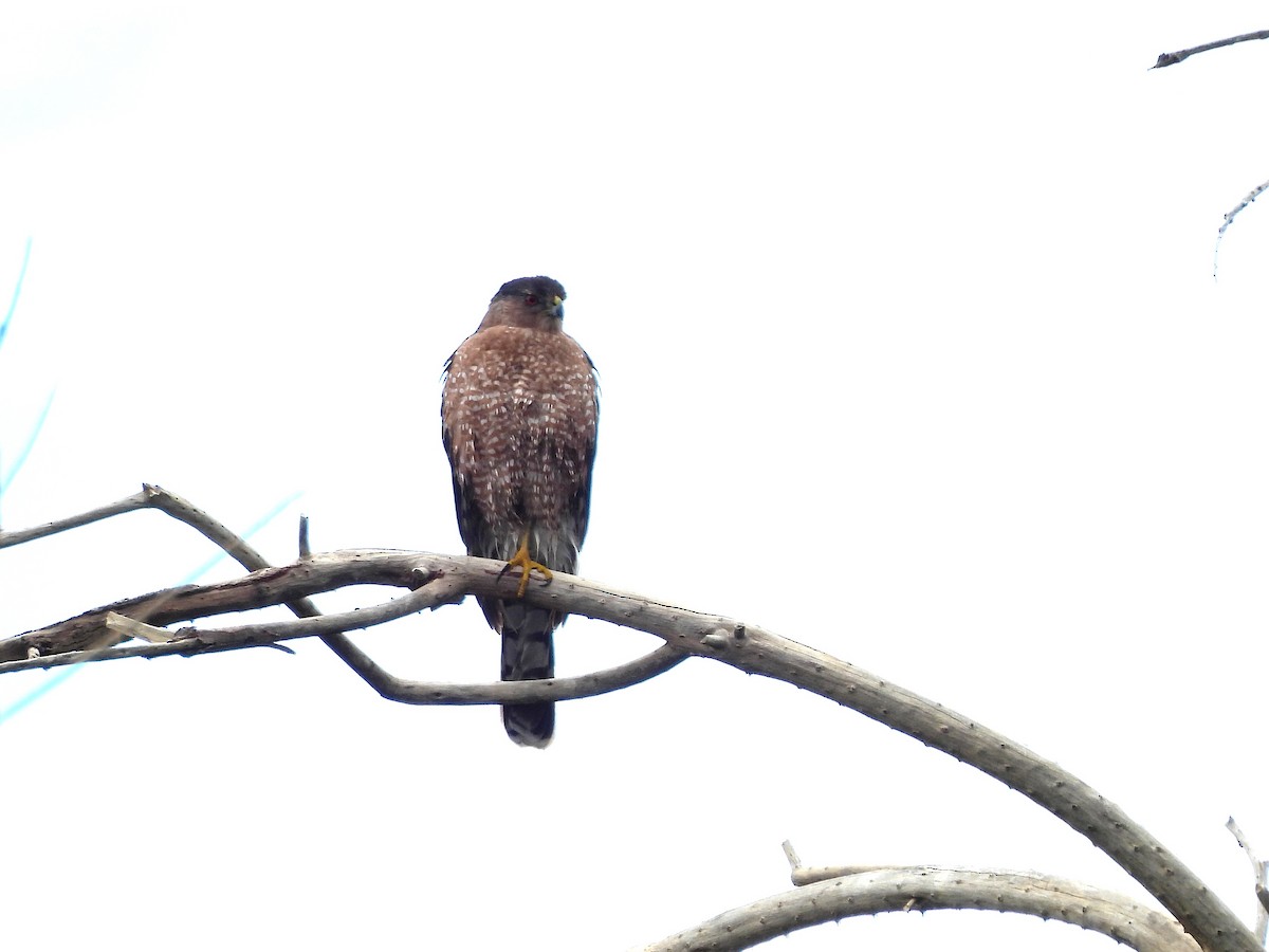 Cooper's Hawk - ML646298582