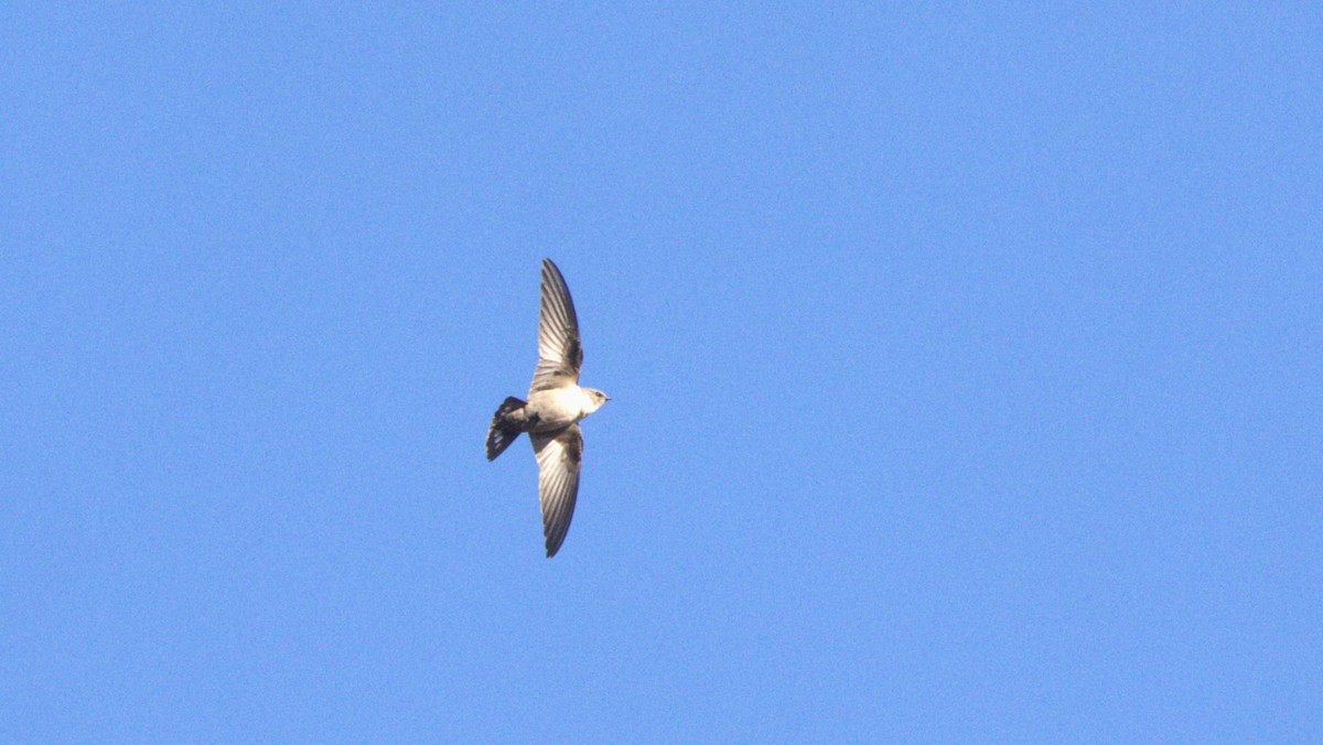 Харагчин хараацай - ML646298583