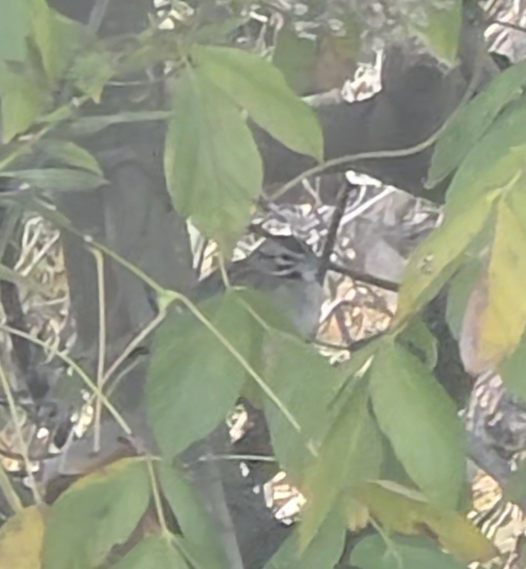 Lark Sparrow - ML646298584