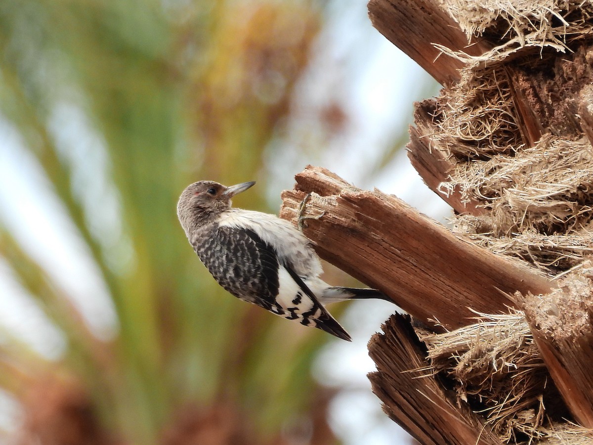 Red-headed Woodpecker - ML646298590