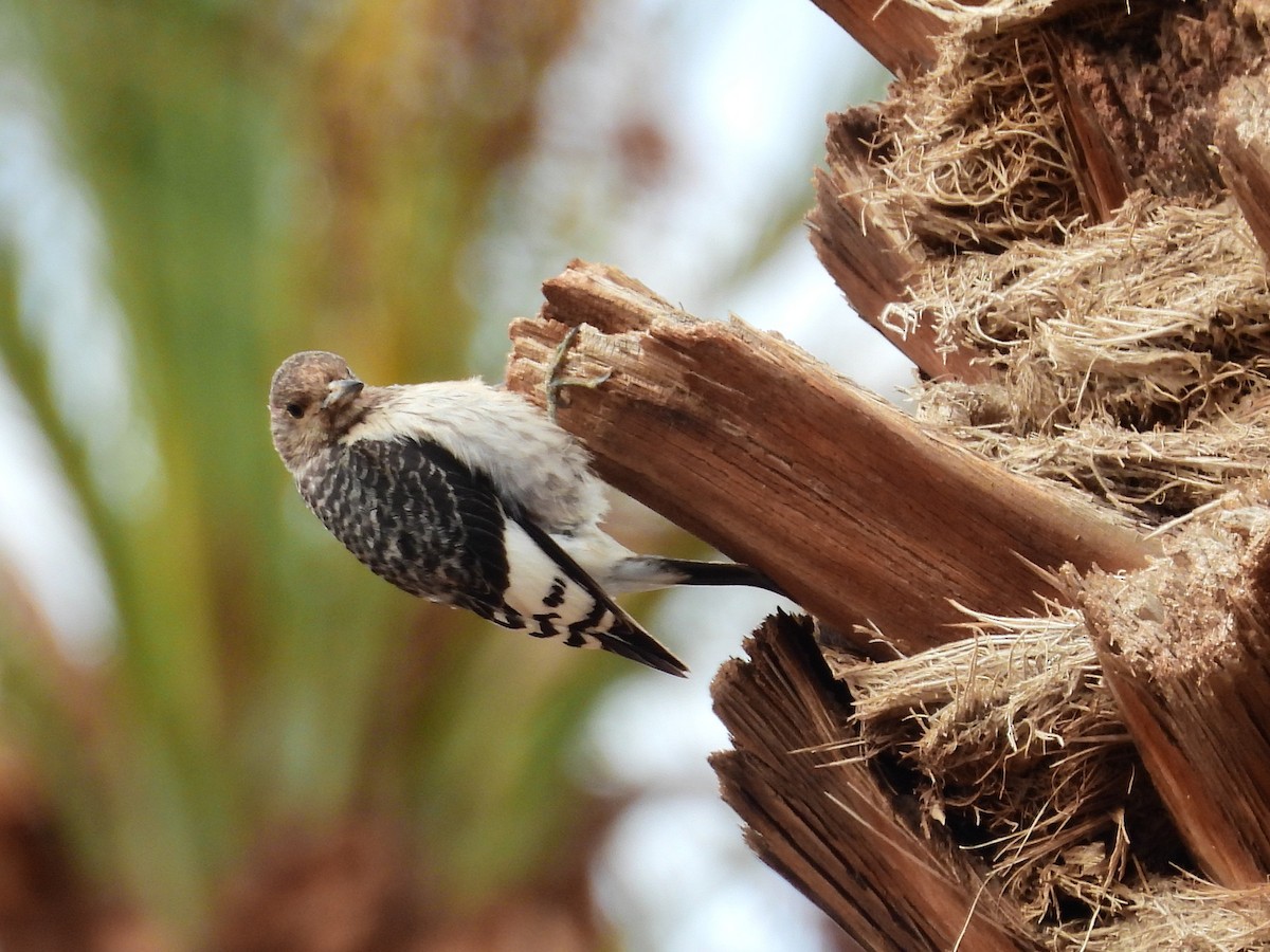 Red-headed Woodpecker - ML646298591