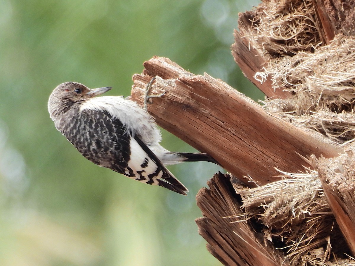 Red-headed Woodpecker - ML646298592