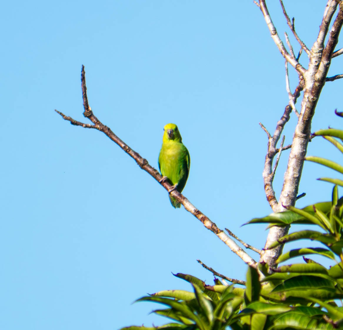 Dusky-billed Parrotlet - ML646298596