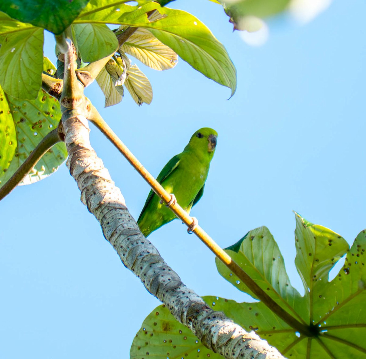 Dusky-billed Parrotlet - ML646298597