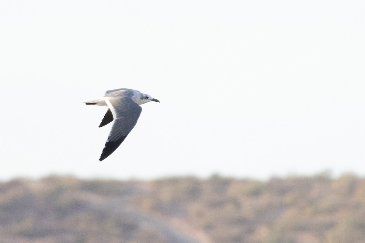 Gabbiano sghignazzante - ML646298599