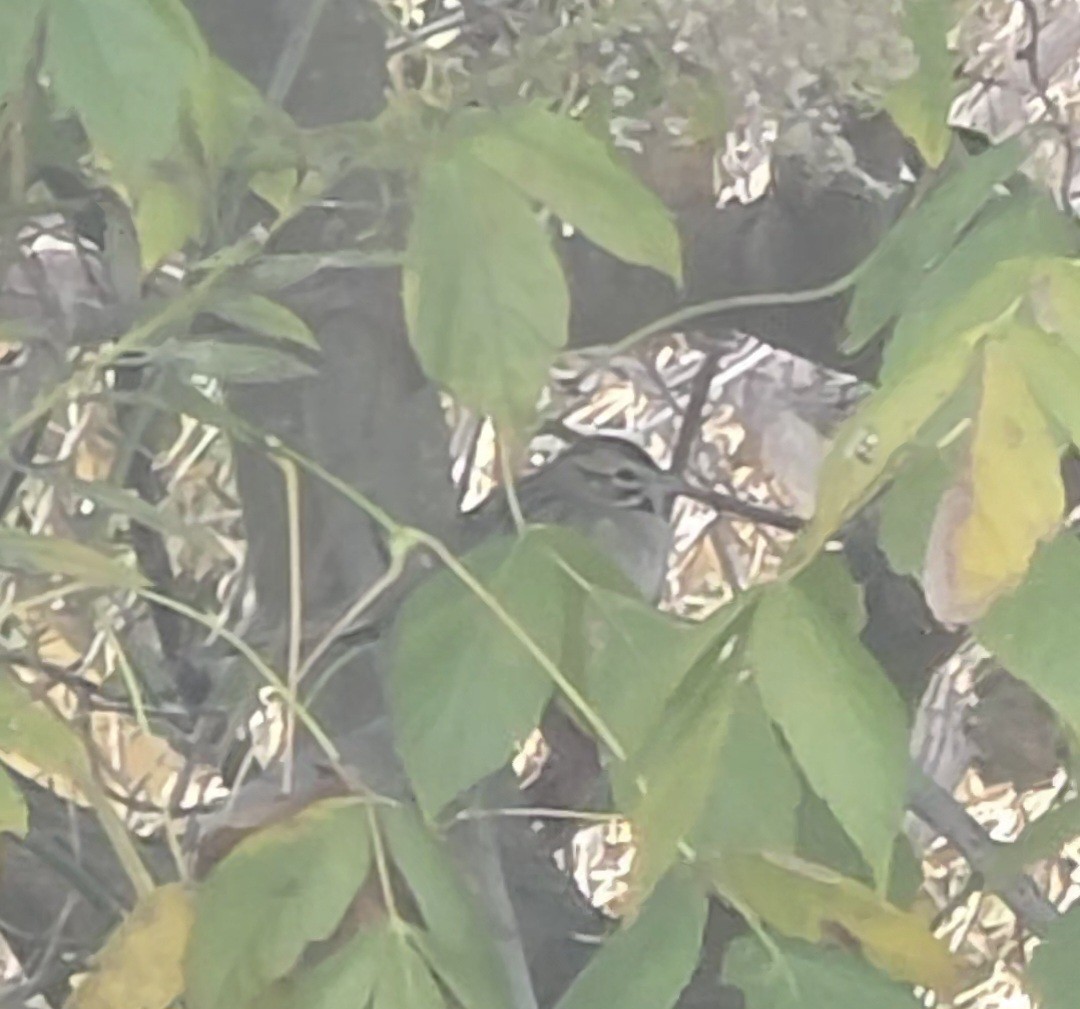 Lark Sparrow - ML646298600