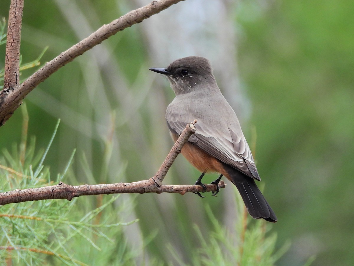 Say's Phoebe - ML646298608