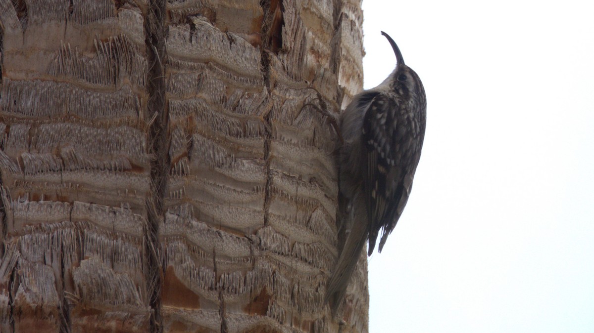 Short-toed Treecreeper - ML646298609
