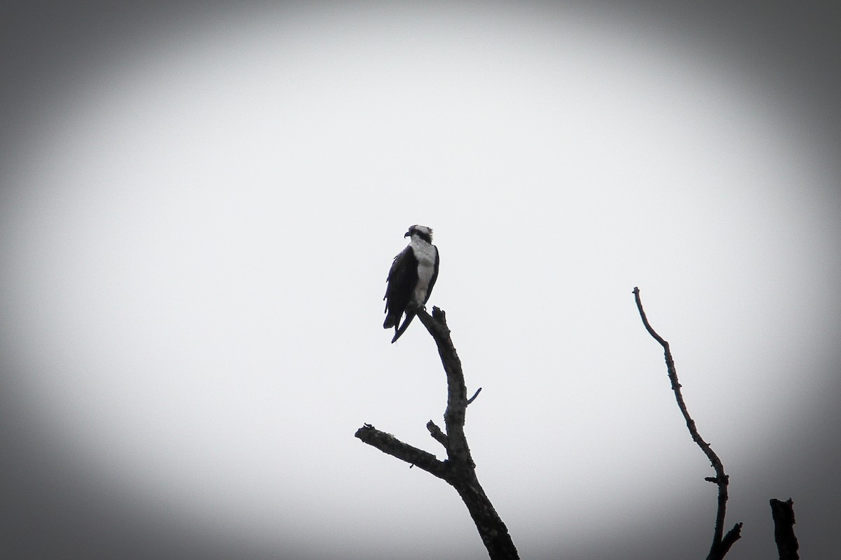 Загасч явлаг - ML646298613