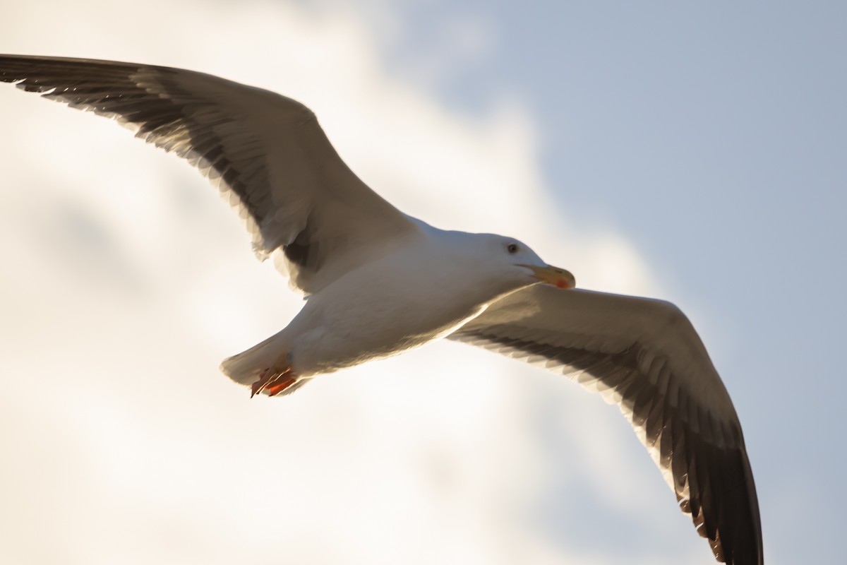 Sarı Ayaklı Martı - ML646298614