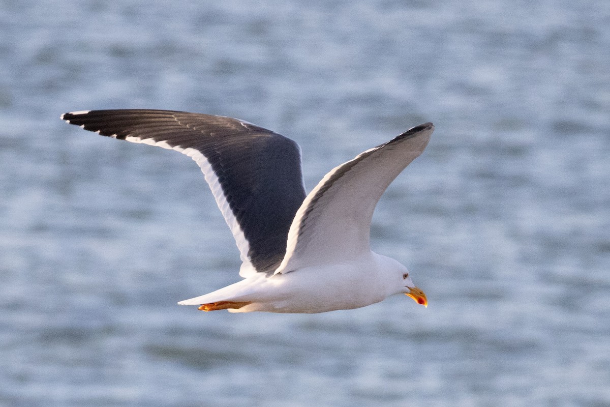 Sarı Ayaklı Martı - ML646298615