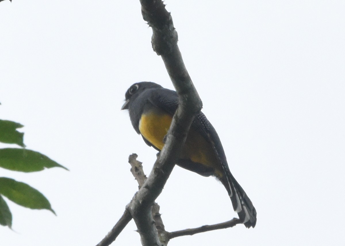 Trogon pattu - ML646298616