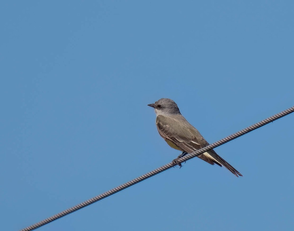 Western Kingbird - ML646298617