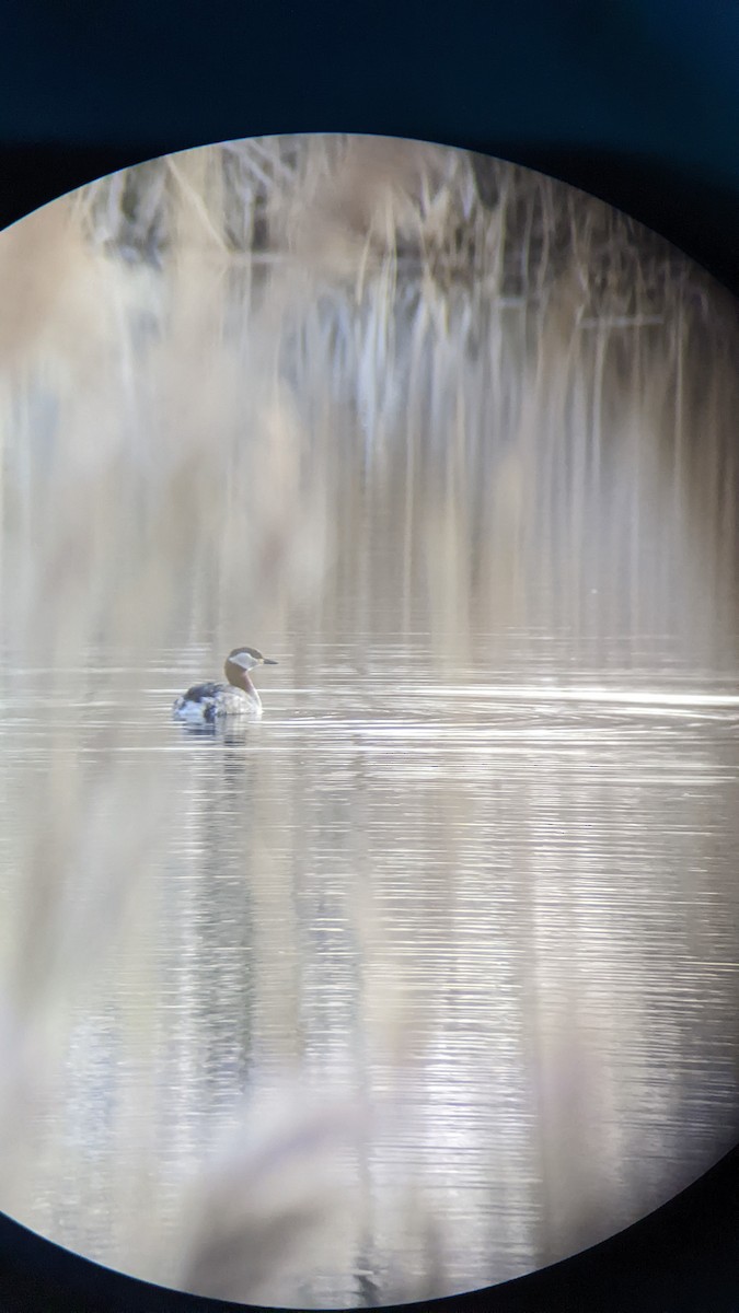 Red-necked Grebe - ML646298619