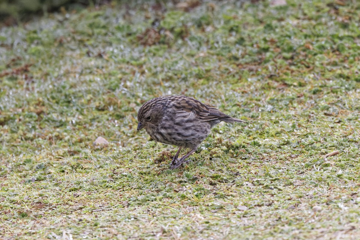 Plumbeous Sierra Finch - ML646298620