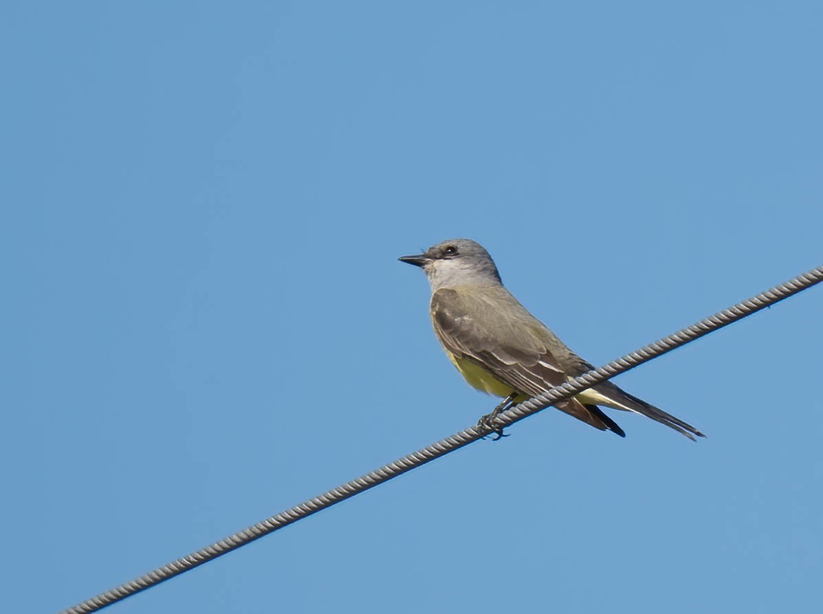 Western Kingbird - ML646298623