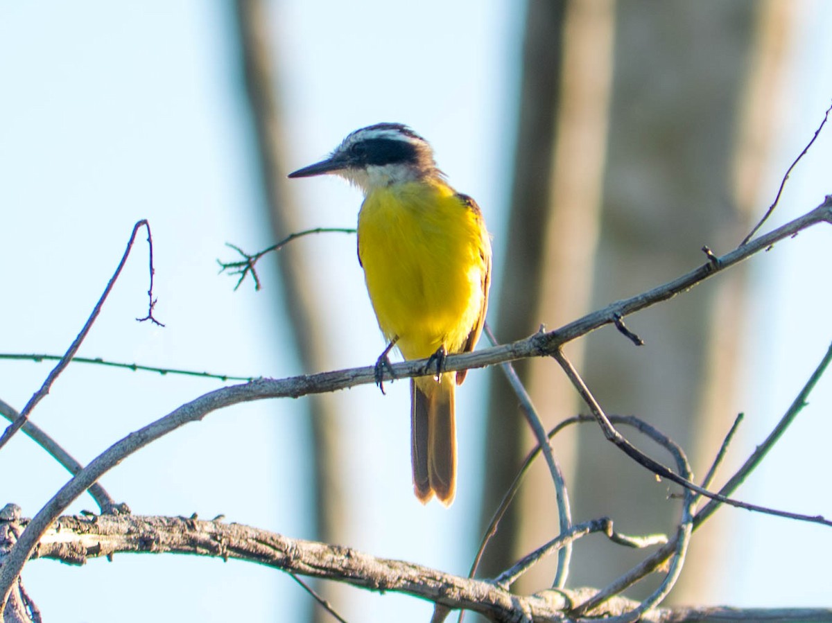 Lesser Kiskadee - ML646298626