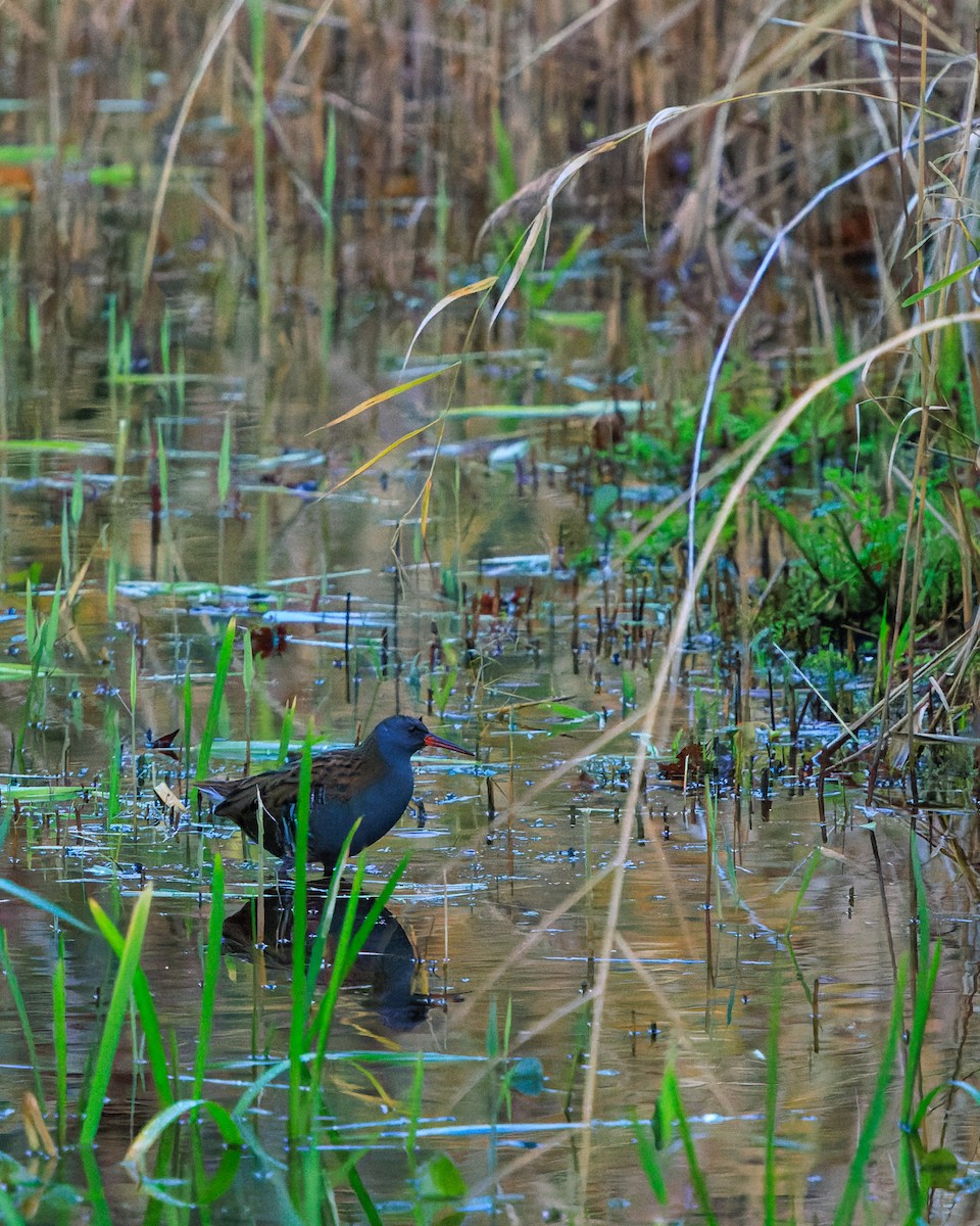 Усны түнжүүр - ML646298627