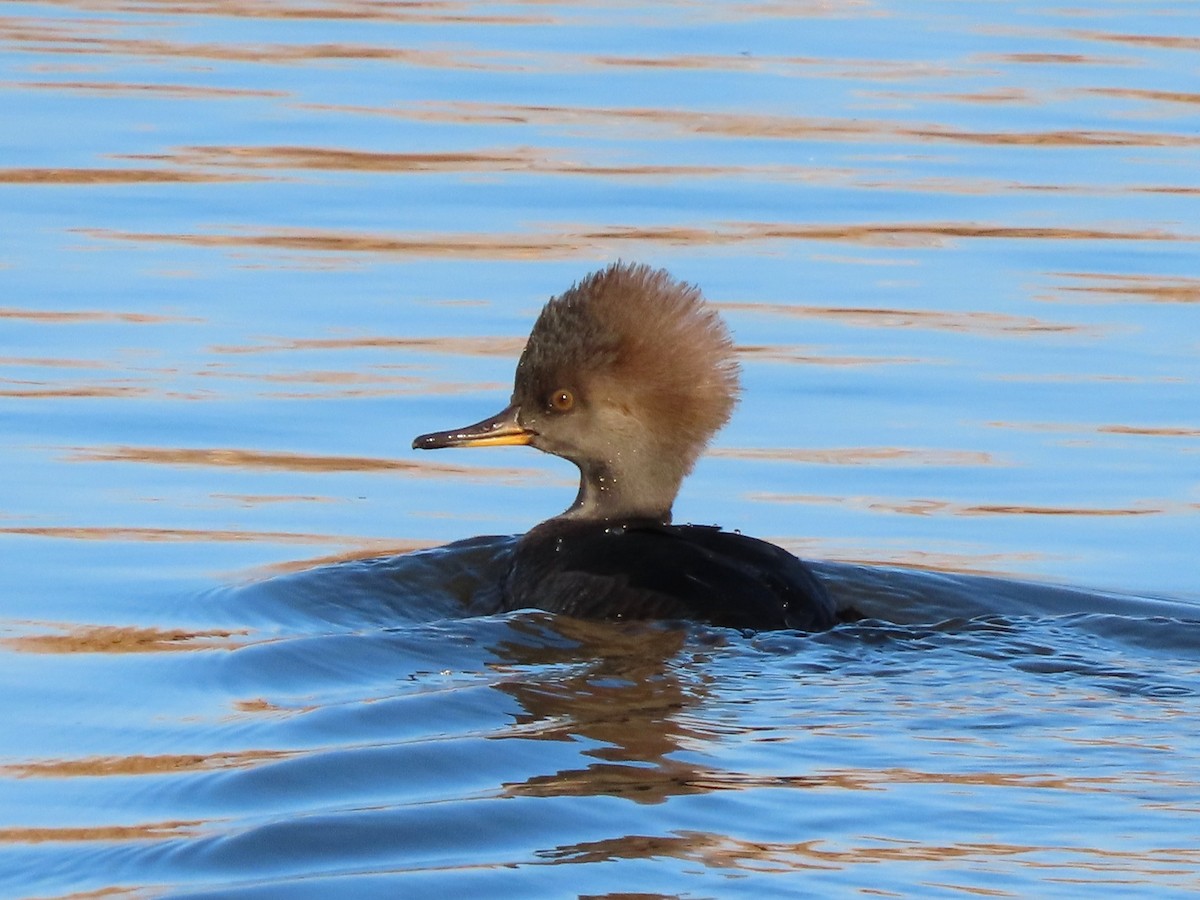 Hooded Merganser - ML646298628