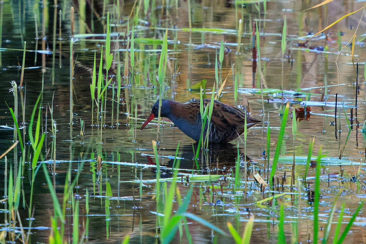 Усны түнжүүр - ML646298629