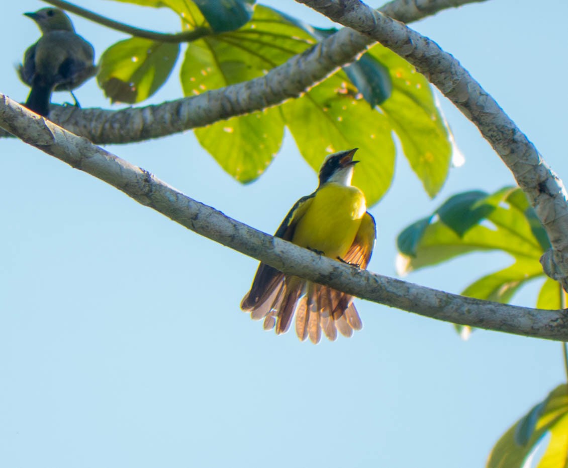 Lesser Kiskadee - ML646298632
